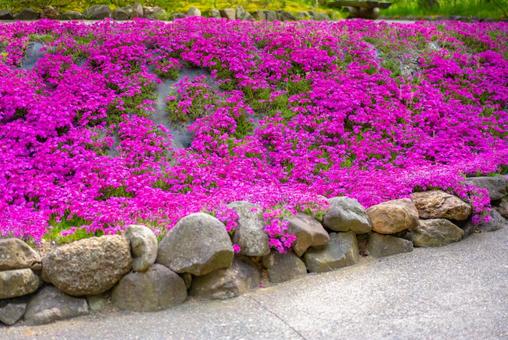 鮮やかなピンクの芝桜畑 芝桜,花,ピンクの写真素材