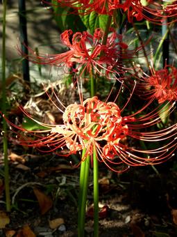 花壇で木漏れ日に浮かび上がるヒガンバナ 花壇で木漏れ日に浮かび上がるヒガンバナ ヒガンバナ,花,植物の写真素材