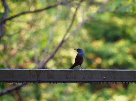 欄干の上にとまるイソヒヨドリ イソヒヨドリ,鳥,鳥類の写真素材