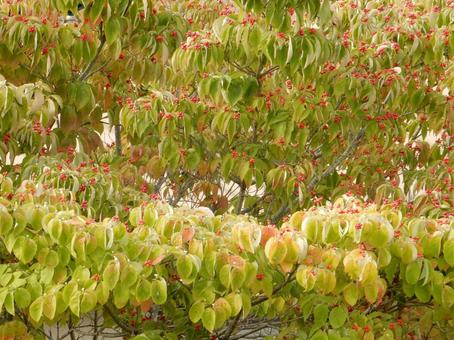 【花の写真】ハナミズキの実 【花の写真】ハナミズキの実 ハナミズキ,花水木,植物の写真素材