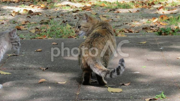 猫キジトラ12 猫,ねこ,ネコの写真素材