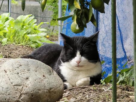まったりする猫 猫,ネコ,地域猫の写真素材
