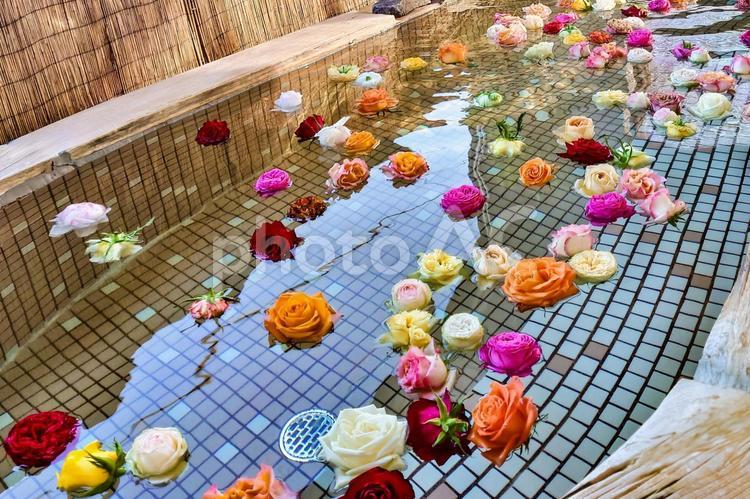 薔薇風呂 花,薔薇,バラの写真素材