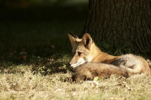キツネ キツネの写真