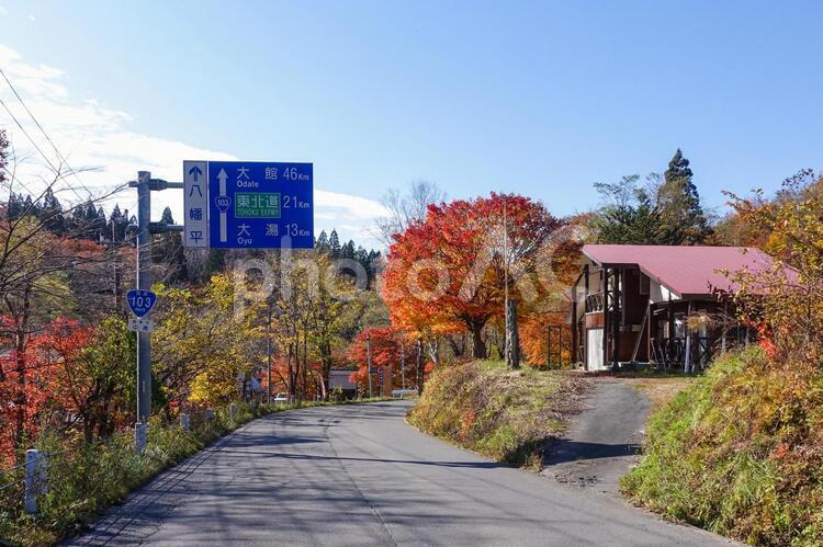 八幡平への道、森林管理署前の紅葉 秋,旅,何人もありませんの写真素材
