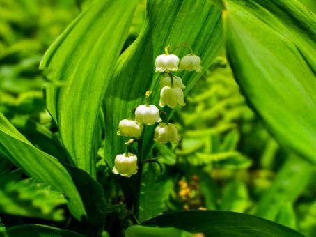 初夏の山野草 - ニホンスズラン 初夏の山野草 - ニホンスズランの写真