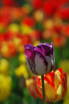 Tulip flowers, JPG Tulip flowers, JPG