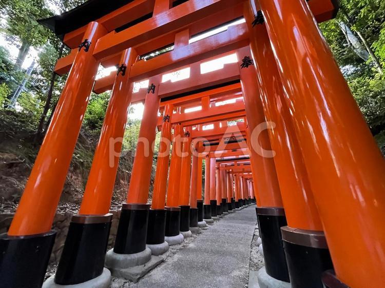 伏見稲荷神社・京都 伏見稲荷神社,京都,赤の写真素材