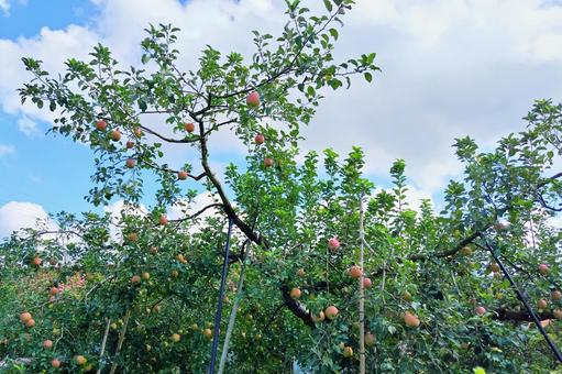 りんごの木 りんご,林檎,果物の写真素材