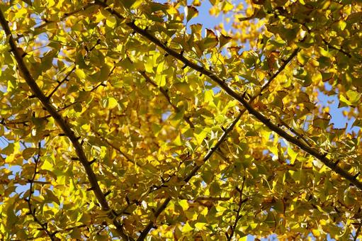 黄葉したイチョウの葉 イチョウ,木,ギンナンの写真素材