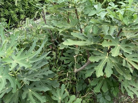 イチジクの木 イチジク,みどり,草の写真素材