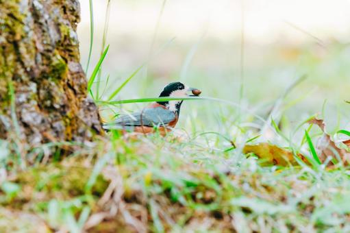 木の実を家持って帰ります ヤマガラ,野鳥,小鳥の写真素材