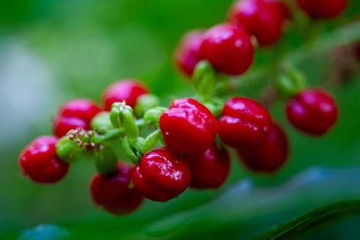 Photo, juzasango, number of bead coral, red fruit, 