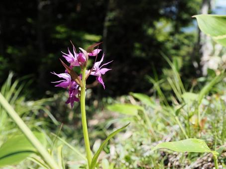 Photo, hakusan chidori, flower, murasaki, 