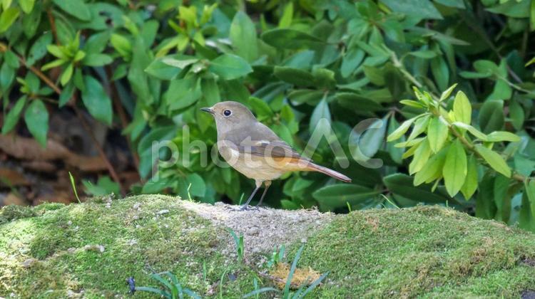 水場にやってきたジョウビタキのメス ジョウビタキ,メス,小鳥の写真素材