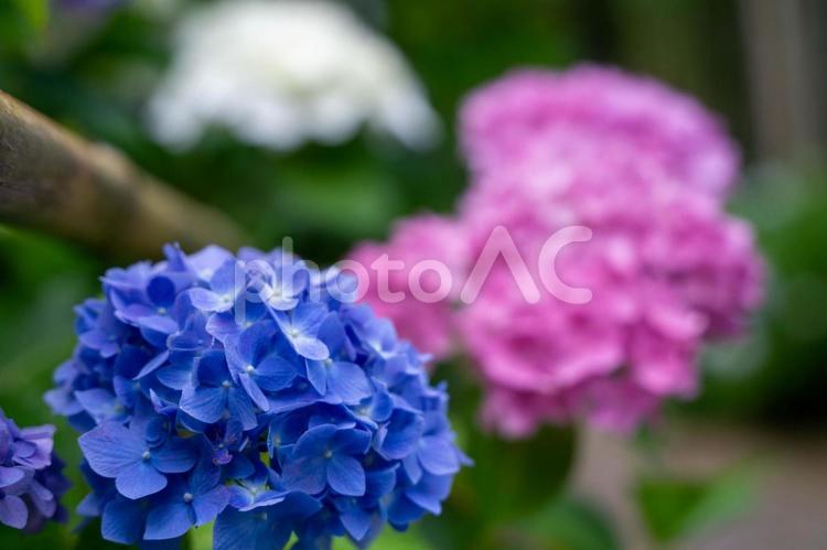青とピンクと白の紫陽花 紫陽花,アジサイ,あじさいの写真素材