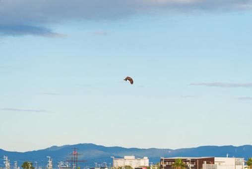 大空を優雅に舞うトビ 大空を優雅に舞うトビの写真