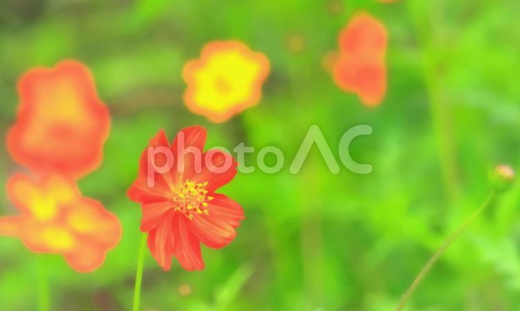 赤やオレンジ色の美しいコスモス 植物,花,黄花コスモスの写真素材