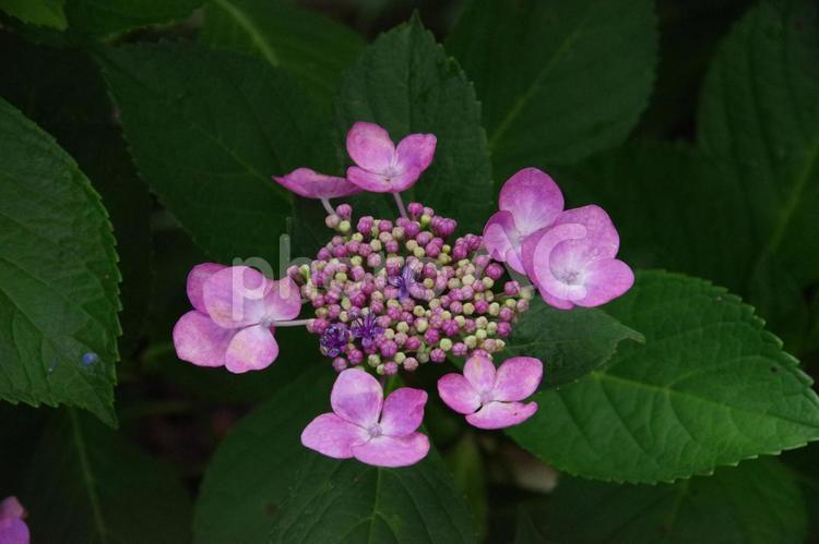 ピンクのガクアジサイ ガクアジサイ,紫陽花,アジサイの写真素材