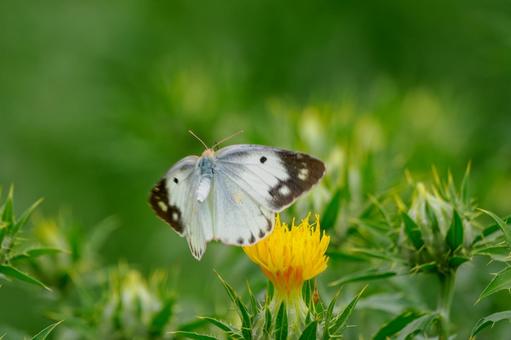 Monad butterfly (32), JPG