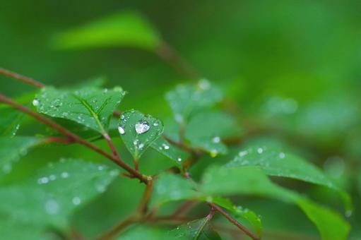 雫と葉っぱの写真