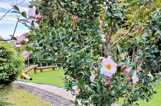 椿の花の庭 青空,天空,庭の写真素材