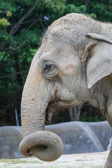 アジアゾウ アジアゾウの写真