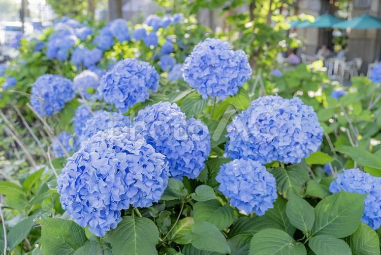 青いアジサイの群生 アジサイ,植物,花の写真素材
