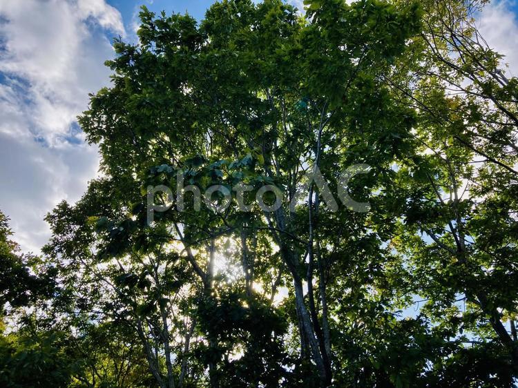 秋晴れの空　木漏れ日 秋,自然,大地の写真素材