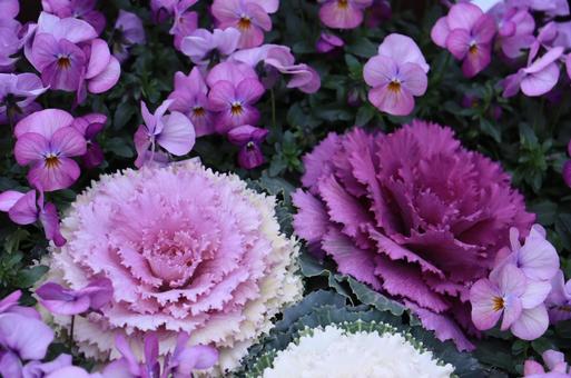 紫色の花 紫色の花の写真