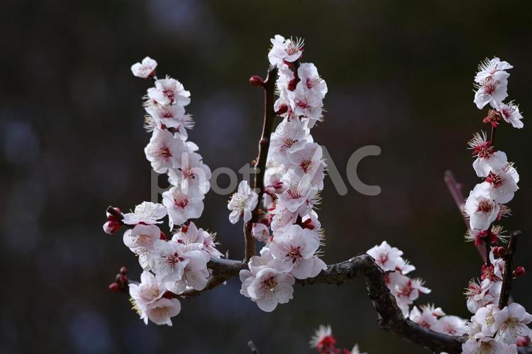 寒さに耐え気品よく咲く 梅,花,バラ科の植物の写真素材
