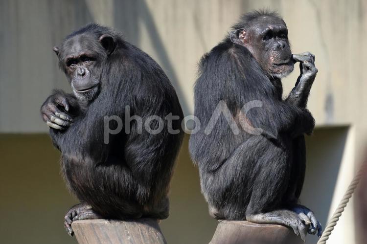 チンパンジー４ チンパンジー,札幌市円山動物園,円山動物園の写真素材