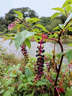 ヨウシュヤマゴボウ ヨウシュヤマゴボウの写真