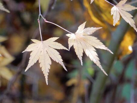 【紅葉写真】美しい紅葉風景 モミジ,紅葉,晩秋の写真素材