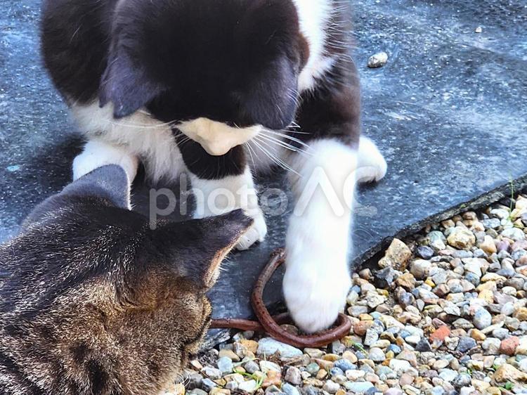 蛇捕まえる子猫 猫,子猫,ヘビの写真素材