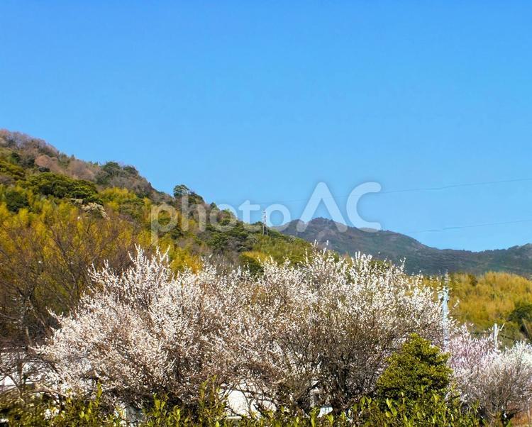梅の大木　白梅の季節 梅,花,梅の木の写真素材