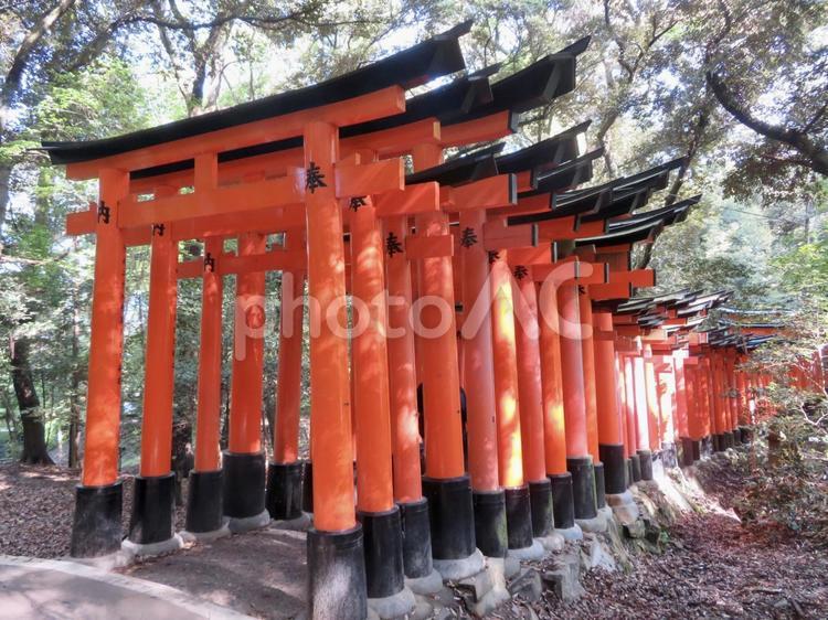 伏見稲荷大社 伏見稲荷大社,神社,稲荷の写真素材