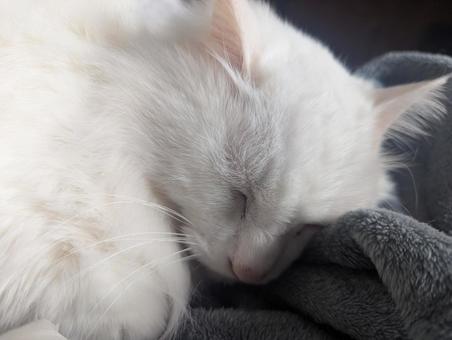 白猫 お昼寝 白猫 お昼寝 猫,寝顔,白猫の写真素材
