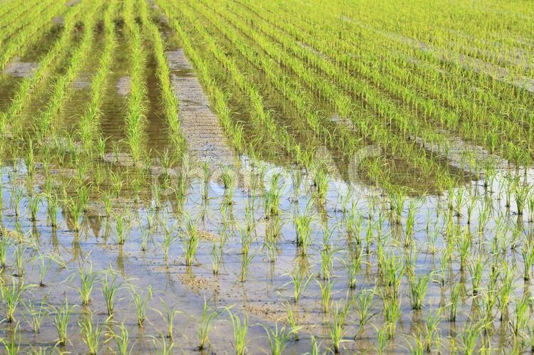 田植えが終わった田んぼ 水田,田んぼ,田の写真素材