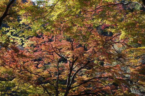 紅葉3 紅葉3の写真