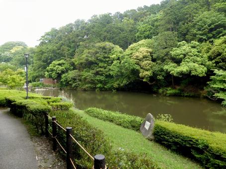 5月中旬の鎌倉中央公園、上池の風景 5月中旬の鎌倉中央公園、上池の風景 池,ため池,湖の写真素材