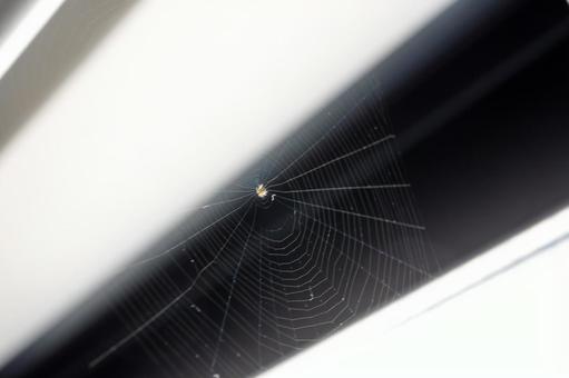 Spider web and small spider, JPG Spider web and small spider, JPG