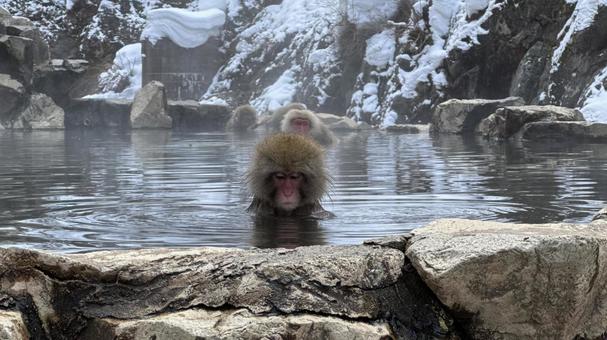 雪見露天風呂に浸かるニホンザル 猿,ニホンザル,スノーモンキーの写真素材