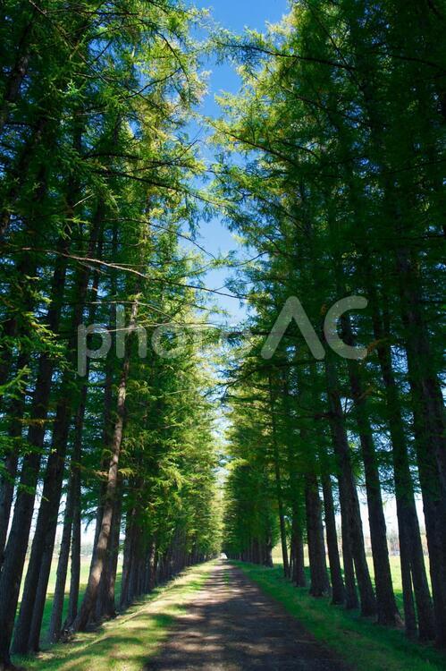 エゾマツの並木道 並木道,エゾマツ,道の写真素材