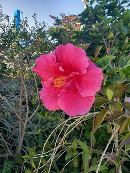 赤いハイビスカス ハイビスカス,花,可愛いの写真素材