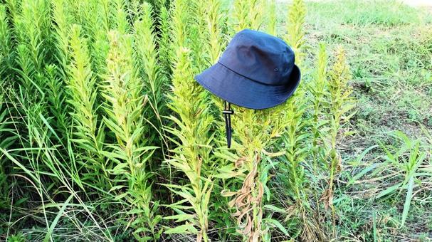 背の高い草にひっかかっている帽子 背の高い草にひっかかっている帽子の写真