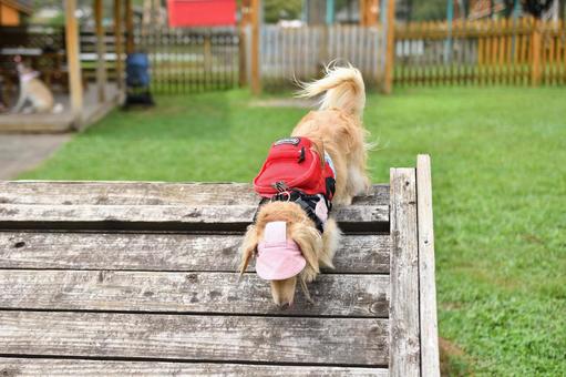 アジリティーをする犬 アジリティーをする犬の写真