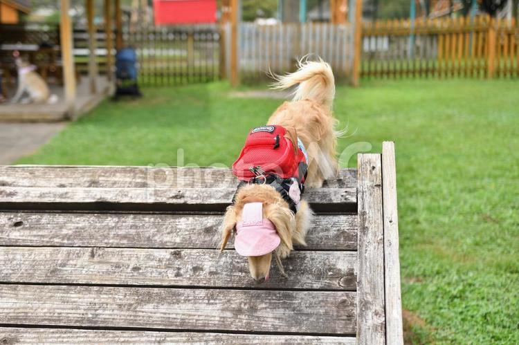 アジリティーをする犬 生き物,動物,犬の写真素材