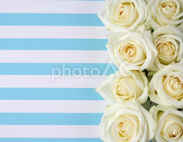 水色と白の縞模様背景に白いバラの背景 父の日,薔薇,バラの写真素材