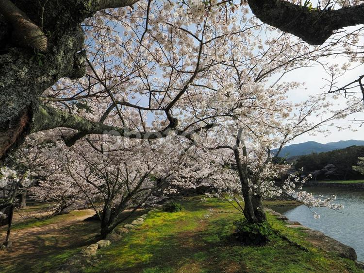桜の木がある風景 さくら,桜,サクラの写真素材